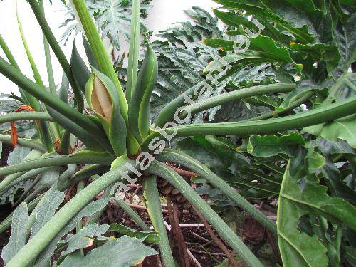 Philodendron selloum Koch.