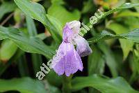 Roscoea purpurea Smith