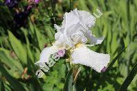 Iris x barbata 'Lugano'