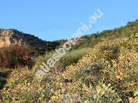 Genista acanthoclada DC.