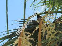 Washingtonia robusta Wendl. (Washingtonia robusta (Lindl.) Wendl., Brahea robusta Voss, Neowashingtonia robusta (Wendl.) Hell., Pritchardia)