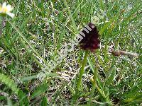 Nigritella nigra (L.) Rchb. (Gymnadenia nigra)