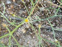 Centaurea solstitialis L. (Calcitrapa solstitialis (L.) Lam.)