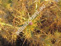 Carduus acarna L. (Cirsium acarna (L.) Moench, Picnomon acarna (L.) Cass., Carlina acarna (L.) Bieb., Cnicus, Carthamus)