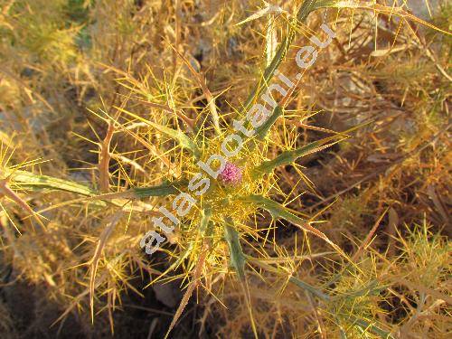 Carduus acarna L. (Cirsium acarna (L.) Moench, Picnomon acarna (L.) Cass., Carlina acarna (L.) Bieb., Cnicus, Carthamus)