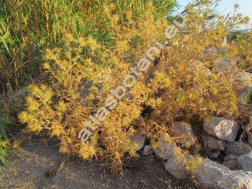 Carduus acarna L. (Cirsium acarna (L.) Moench, Picnomon acarna (L.) Cass., Carlina acarna (L.) Bieb., Cnicus, Carthamus)