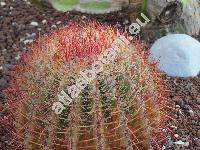 Ferocactus pilosus (Ferocactus pilosus (Gal. et Salm-Dyck) Werd., Echinocactus pilosus, Echinocactus pringlei (Coult.) Rose, Ferocactus piliferus)