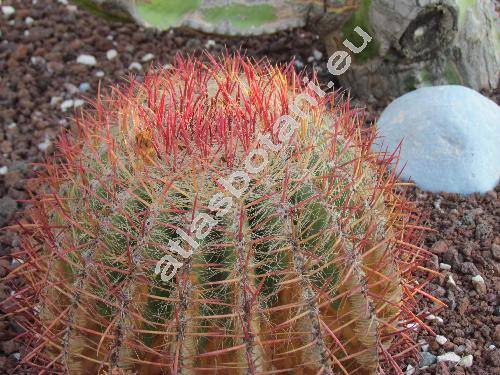 Ferocactus pilosus (Ferocactus pilosus (Gal. et Salm-Dyck) Werd., Echinocactus pilosus, Echinocactus pringlei (Coult.) Rose, Ferocactus piliferus)