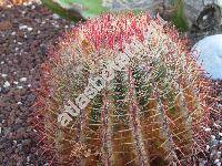 Ferocactus pilosus (Ferocactus pilosus (Gal. et Salm-Dyck) Werd., Echinocactus pilosus, Echinocactus pringlei (Coult.) Rose, Ferocactus piliferus)