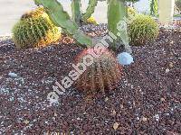 Ferocactus pilosus (Ferocactus pilosus (Gal. et Salm-Dyck) Werd., Echinocactus pilosus, Echinocactus pringlei (Coult.) Rose, Ferocactus piliferus)