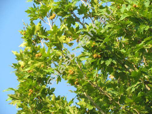 Platanus orientalis L. (Platanus digitifolia Palib., Platanus digitata Gord.)