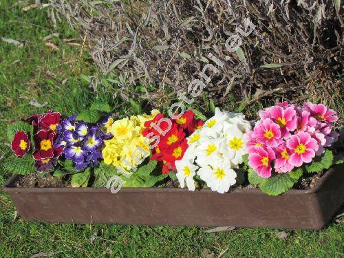 Primula 'Mix'