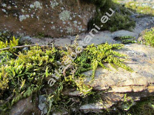 Homalothecium sericeum (Hedw.) Schimp. (Camptothecium sericeum (Hedw.) Kindb.)