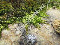 Homalothecium sericeum (Hedw.) Schimp. (Camptothecium sericeum (Hedw.) Kindb.)