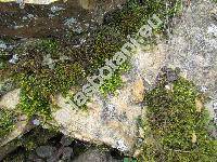 Homalothecium sericeum (Hedw.) Schimp. (Camptothecium sericeum (Hedw.) Kindb.)