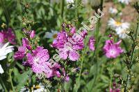 Sidalcea oregana 'Brilliant'