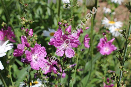 Sidalcea oregana 'Brilliant'