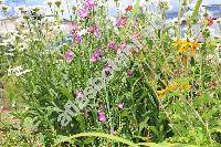 Sidalcea oregana 'Brilliant'