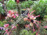 Grevillea lanigera 'Mt Tamboritha'