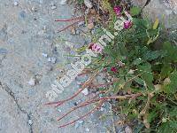 Matthiola longipetala subsp. bicornis