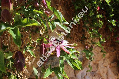 Passiflora 'Victoria'