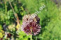 Allium amethystinum Tausch (Allium rollii Terr., Allium segetum)