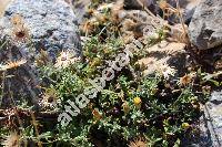 Phagnalon pygmaeum (Sieb.) Greut. (Phagnalon pumilum)
