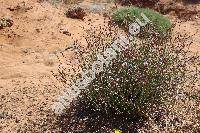 Limonium graecum (Poir.) Kuntze (Statice graeca Poir.)