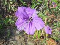 Ruellia simplex Wright (Ruellia angustifolia (Ness) Lindau, Cryphiacanthus angustifolius Nees)