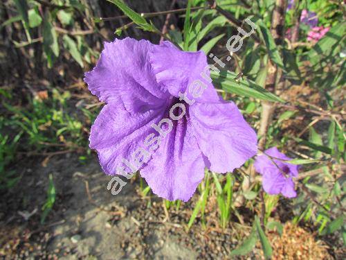 Ruellia simplex Wright (Ruellia angustifolia (Ness) Lindau, Cryphiacanthus angustifolius Nees)