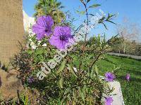 Ruellia simplex Wright (Ruellia angustifolia (Ness) Lindau, Cryphiacanthus angustifolius Nees)