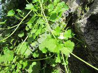 Cymbalaria aequitriloba (Viv.) Chev. (Linaria, Antirrhinum aequitrilobum)