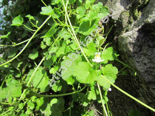 Cymbalaria aequitriloba (Viv.) Chev. (Linaria, Antirrhinum aequitrilobum)