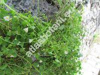 Cymbalaria aequitriloba (Viv.) Chev. (Linaria, Antirrhinum aequitrilobum)