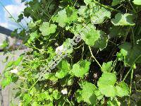 Cymbalaria aequitriloba (Viv.) Chev. (Linaria, Antirrhinum aequitrilobum)