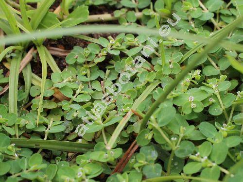 Euphorbia chamaesyce L. (Tithymalus, Euphorbia canescens L., Chamaesyce canescens (L.) Prokh.)