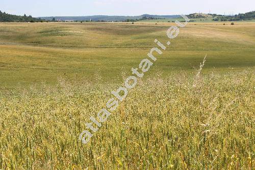 Apera spica-venti (L.) Beauv. (Agrostis spica-venti L.)