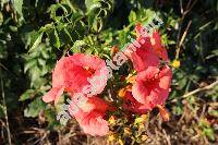 Campsis grandiflora (Thunb.) Schum. (Tecoma chinensis (Lam) Koch, Bignonia chinensis Lam., Incarvillea grandiflora Poir.)