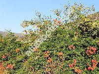 Campsis grandiflora (Thunb.) Schum. (Tecoma chinensis (Lam) Koch, Bignonia chinensis Lam., Incarvillea grandiflora Poir.)