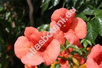 Campsis grandiflora (Thunb.) Schum. (Tecoma chinensis (Lam) Koch, Bignonia chinensis Lam., Incarvillea grandiflora Poir.)