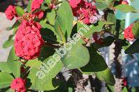 Euphorbia milii 'Ruby Red' (Tithymalus, Steringmanthe)