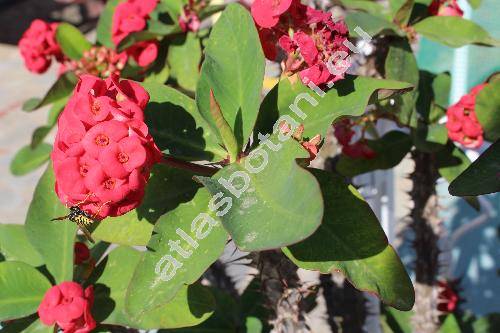 Euphorbia milii 'Ruby Red' (Tithymalus, Steringmanthe)