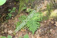 Dryopteris expansa (C. Presl) Fraser-Jenk. et Jermy (Dryopteris assimilis Walk., Dryopteris dilatata (Hoffm.) Gray, Aspidium dilatatum (Hoffm.) Sm., Polypodium dilatatum Hoffm. Dry)