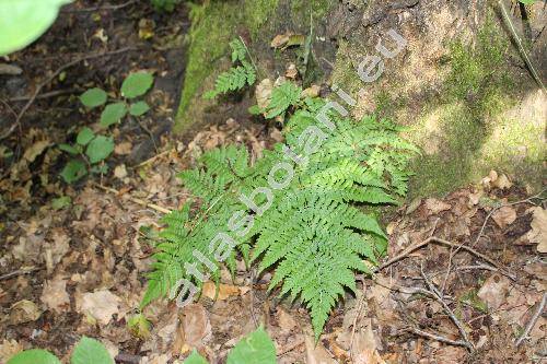 Dryopteris expansa (C. Presl) Fraser-Jenk. et Jermy (Dryopteris assimilis Walk., Dryopteris dilatata (Hoffm.) Gray, Aspidium dilatatum (Hoffm.) Sm., Polypodium dilatatum Hoffm. Dry)