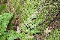 Dryopteris expansa (C. Presl) Fraser-Jenk. et Jermy (Dryopteris assimilis Walk., Dryopteris dilatata (Hoffm.) Gray, Aspidium dilatatum (Hoffm.) Sm., Polypodium dilatatum Hoffm. Dry)