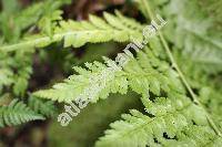 Dryopteris expansa (C. Presl) Fraser-Jenk. et Jermy (Dryopteris assimilis Walk., Dryopteris dilatata (Hoffm.) Gray, Aspidium dilatatum (Hoffm.) Sm., Polypodium dilatatum Hoffm. Dry)