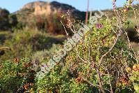 Cistus creticus L. (Cistus incanus auct.)