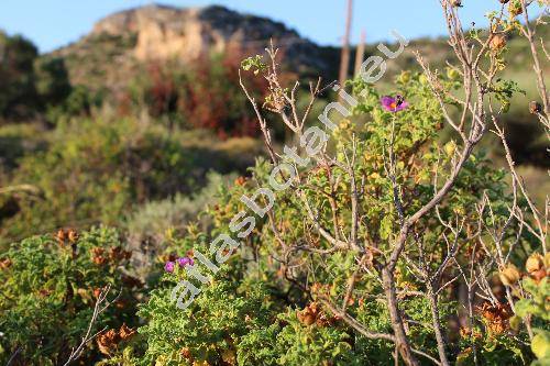 Cistus creticus L. (Cistus incanus auct.)