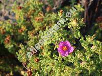 Cistus creticus L. (Cistus incanus auct.)