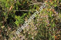 Satureja thymbra L. (Micromeria thymbra (L.) Kost., Satureja collina Salisb., Thymus)